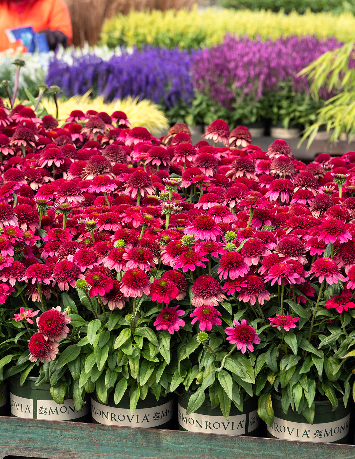 Double Scoop™ Watermelon Deluxe Coneflower