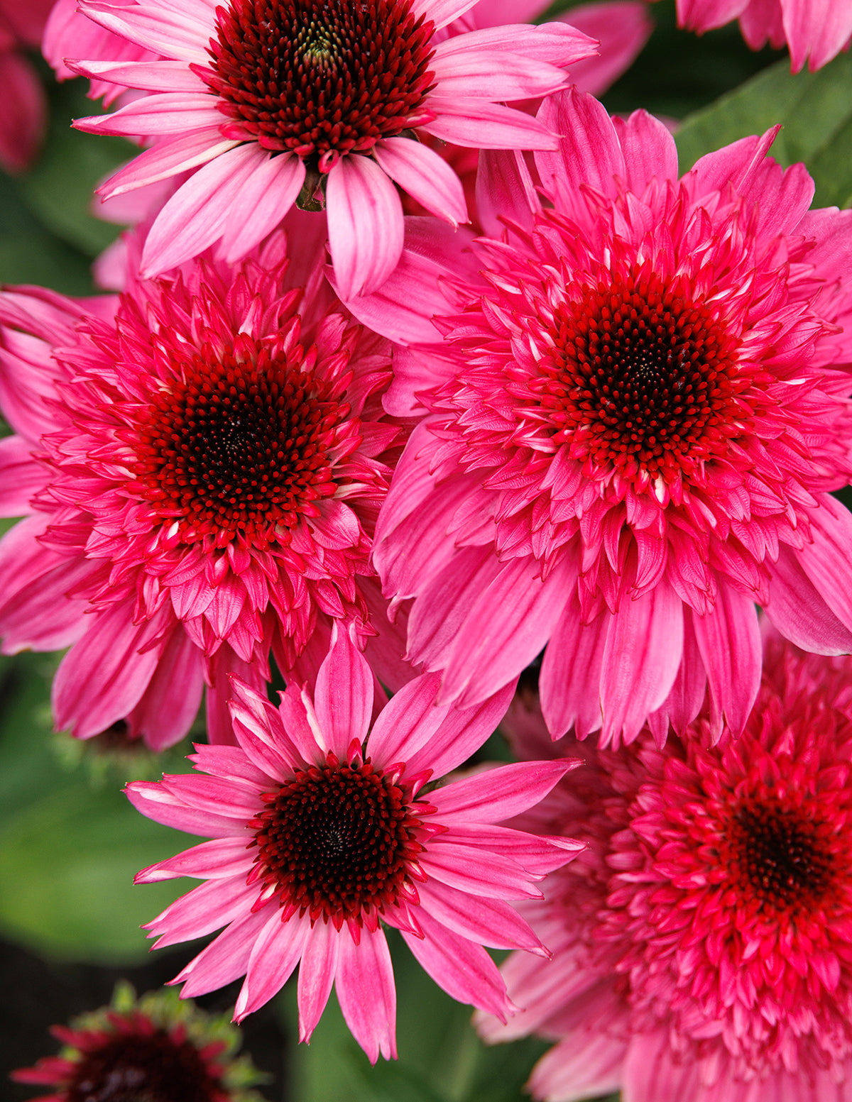 Double Scoop™ Watermelon Deluxe Coneflower