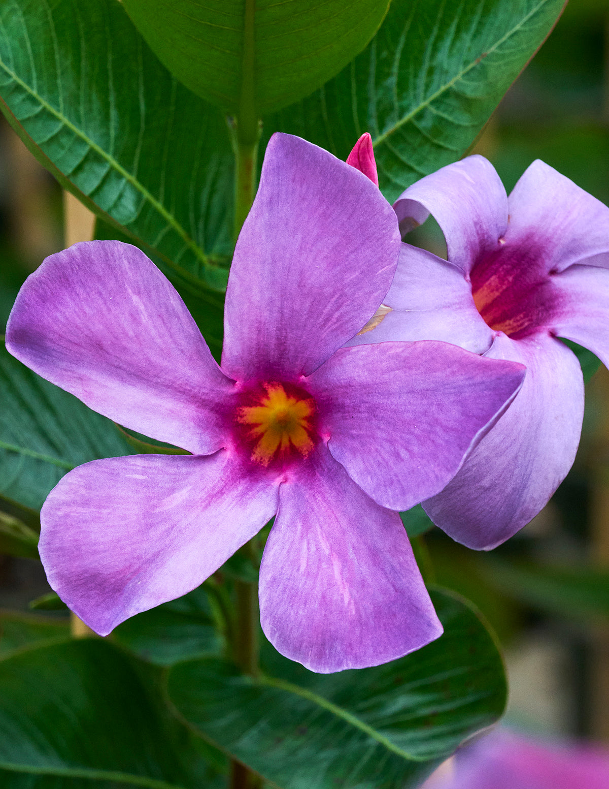 Sun Parasol® Original XP Bluephoria™ Mandevilla | The Sill
