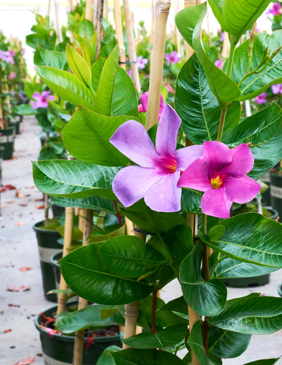 Sun Parasol® Original XP Bluephoria™ Mandevilla | The Sill