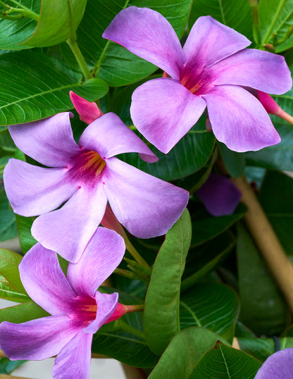 Sun Parasol® Original XP Bluephoria™ Mandevilla