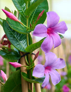 Sun Parasol® Original XP Bluephoria™ Mandevilla