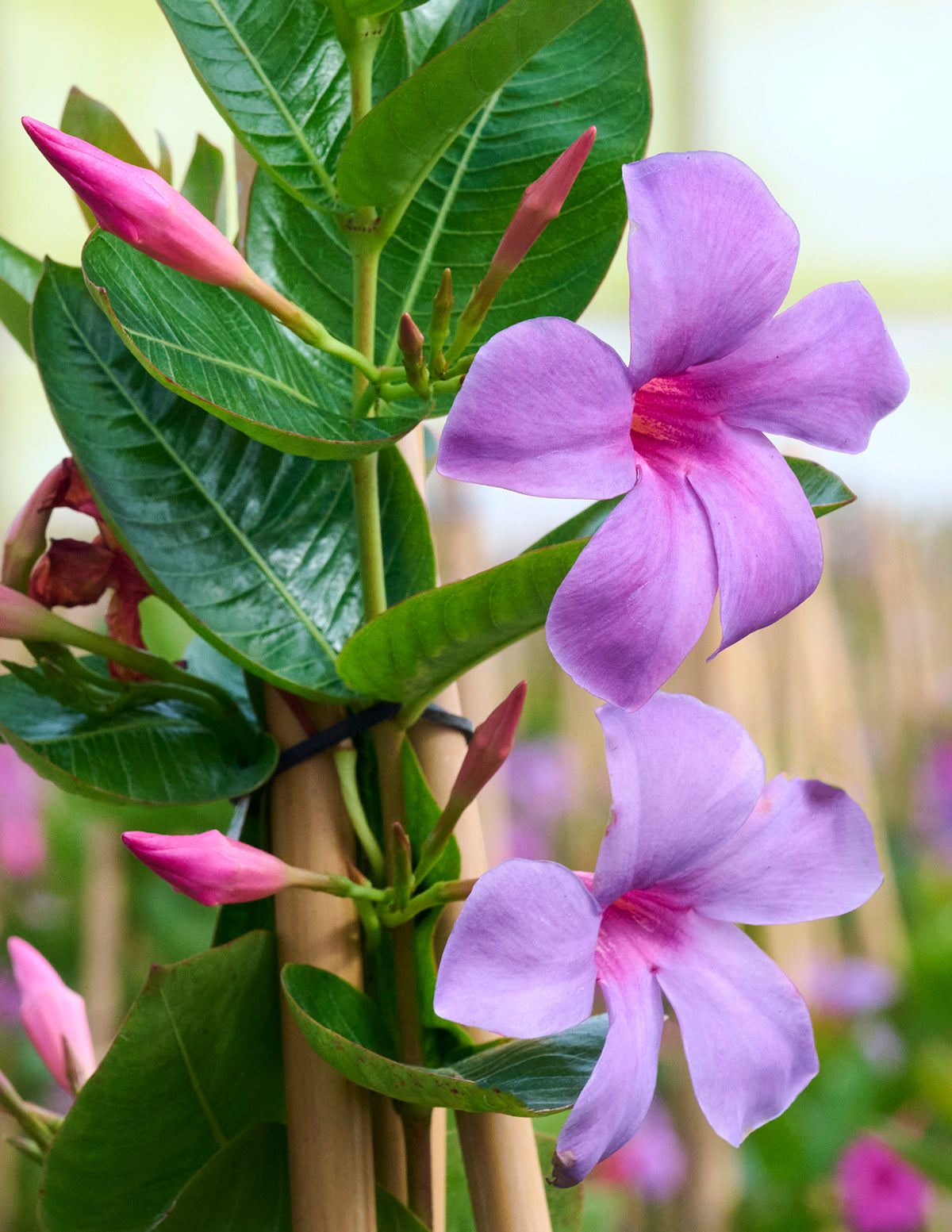 Sun Parasol® Original XP Bluephoria™ Mandevilla