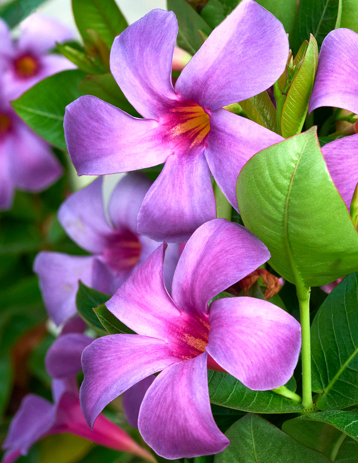 Sun Parasol® Original XP Bluephoria™ Mandevilla | The Sill