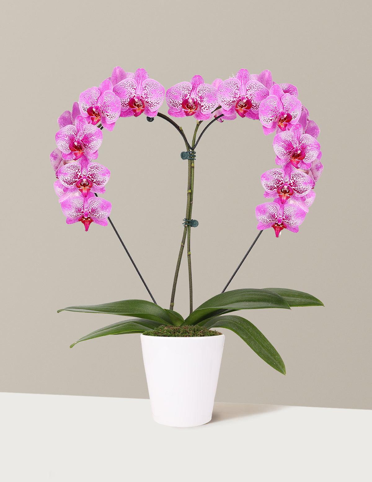 Heart Orchid