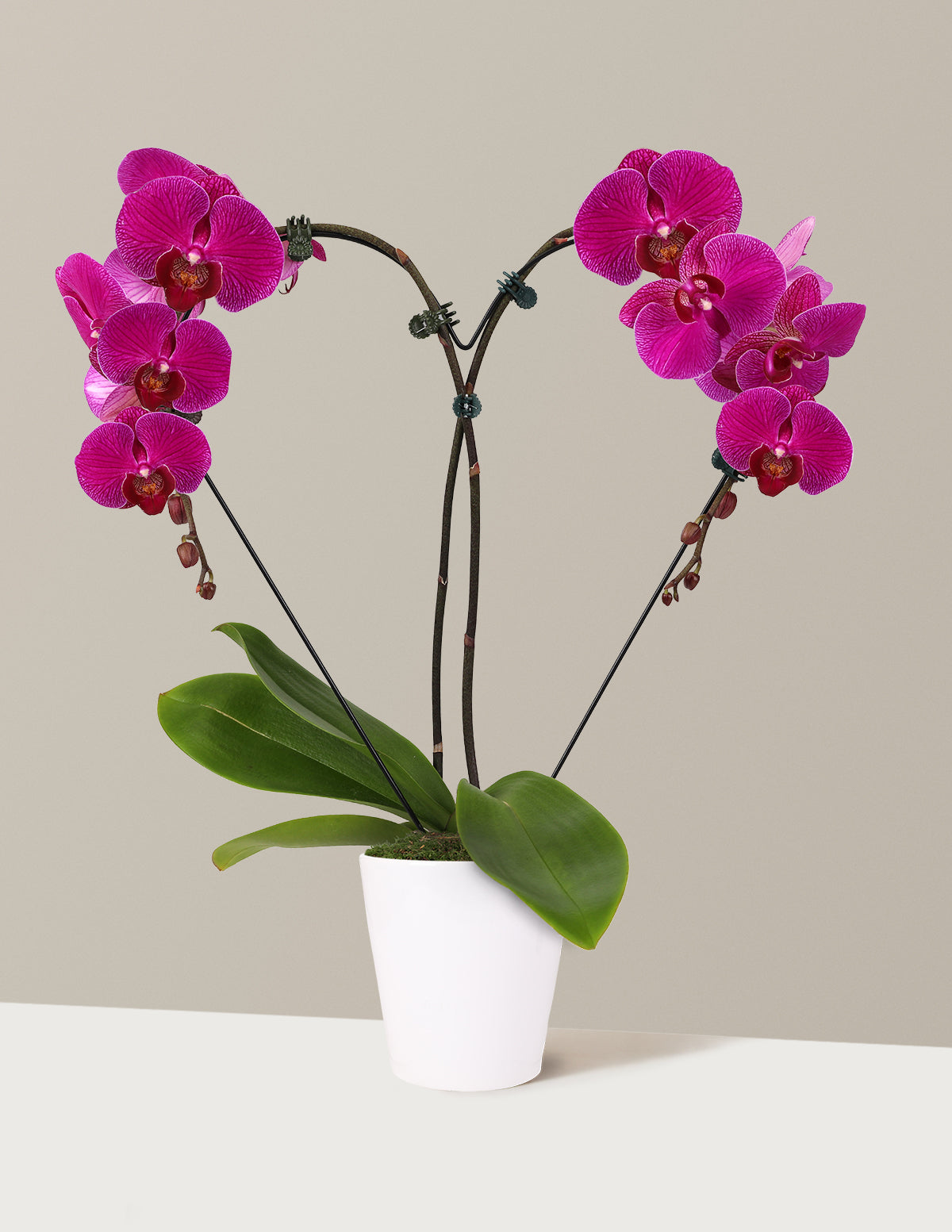 Heart Orchid