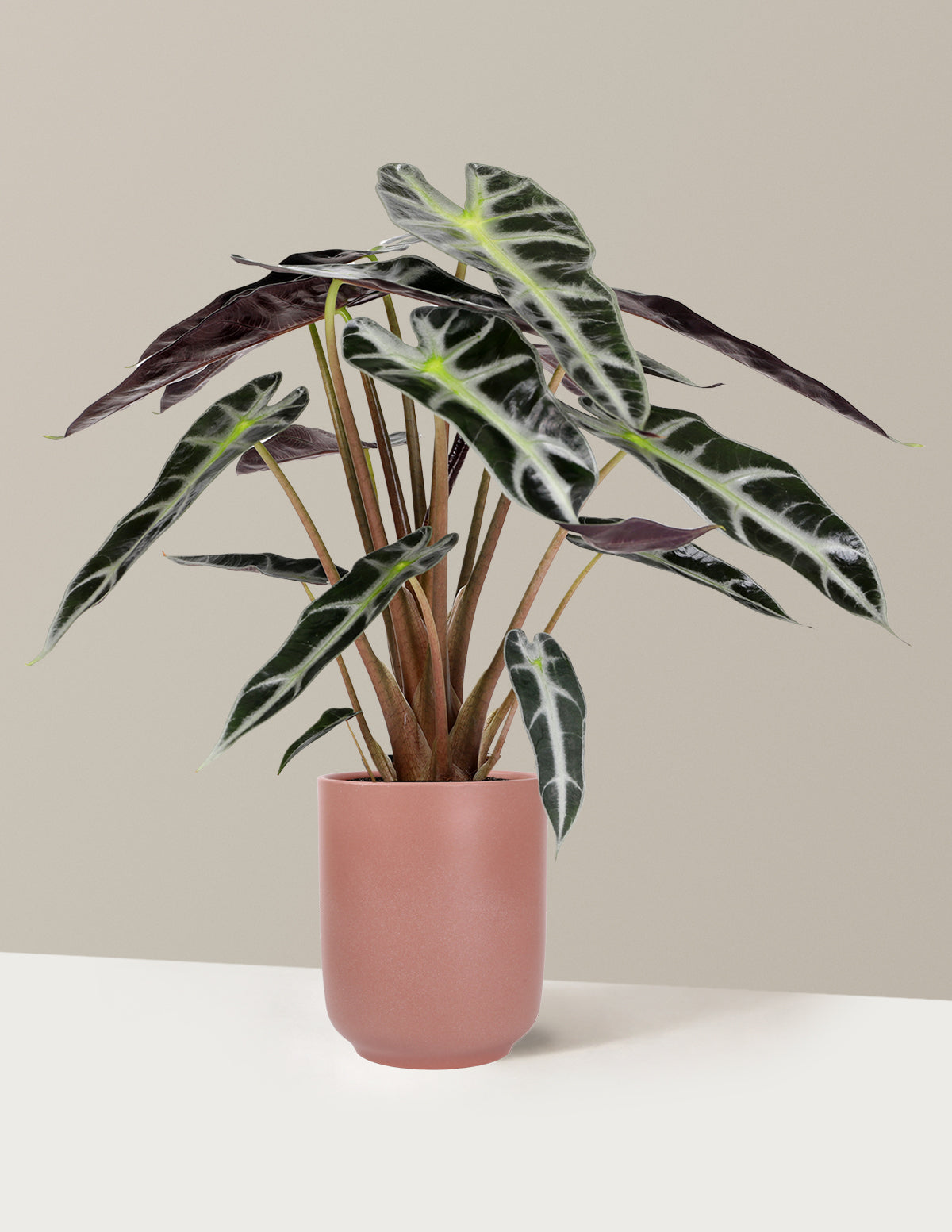 Alocasia Bambino