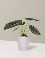 Alocasia Dragon Scale