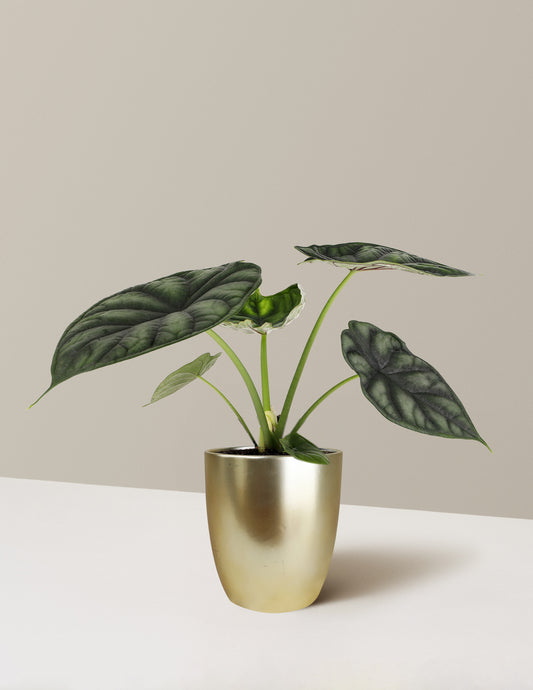 Alocasia Dragon Scale