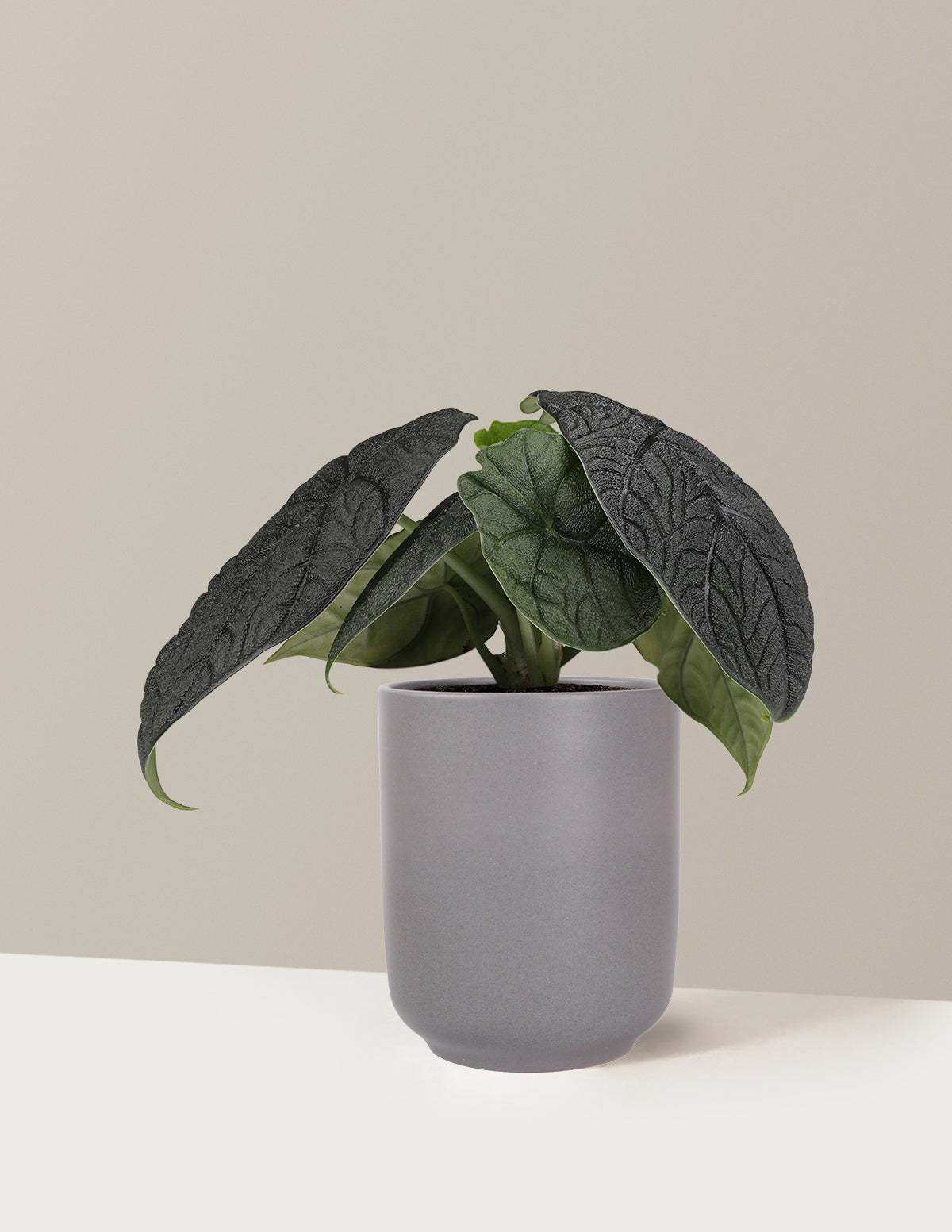 Alocasia Melo