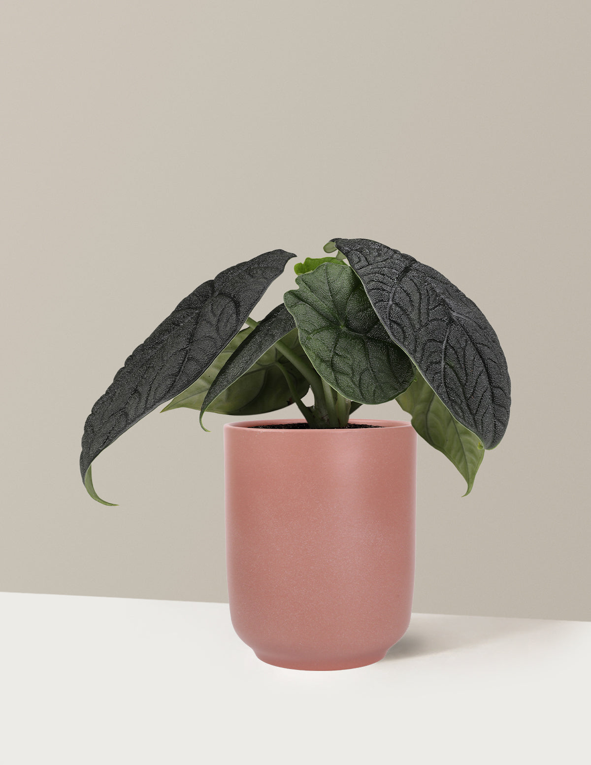 Alocasia Melo
