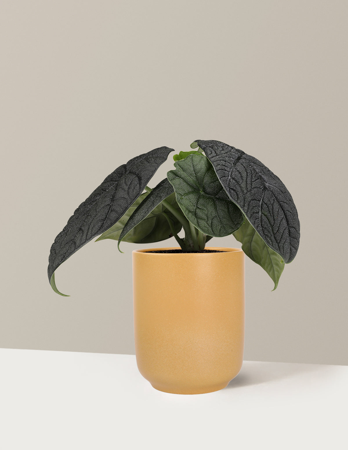 Alocasia Melo