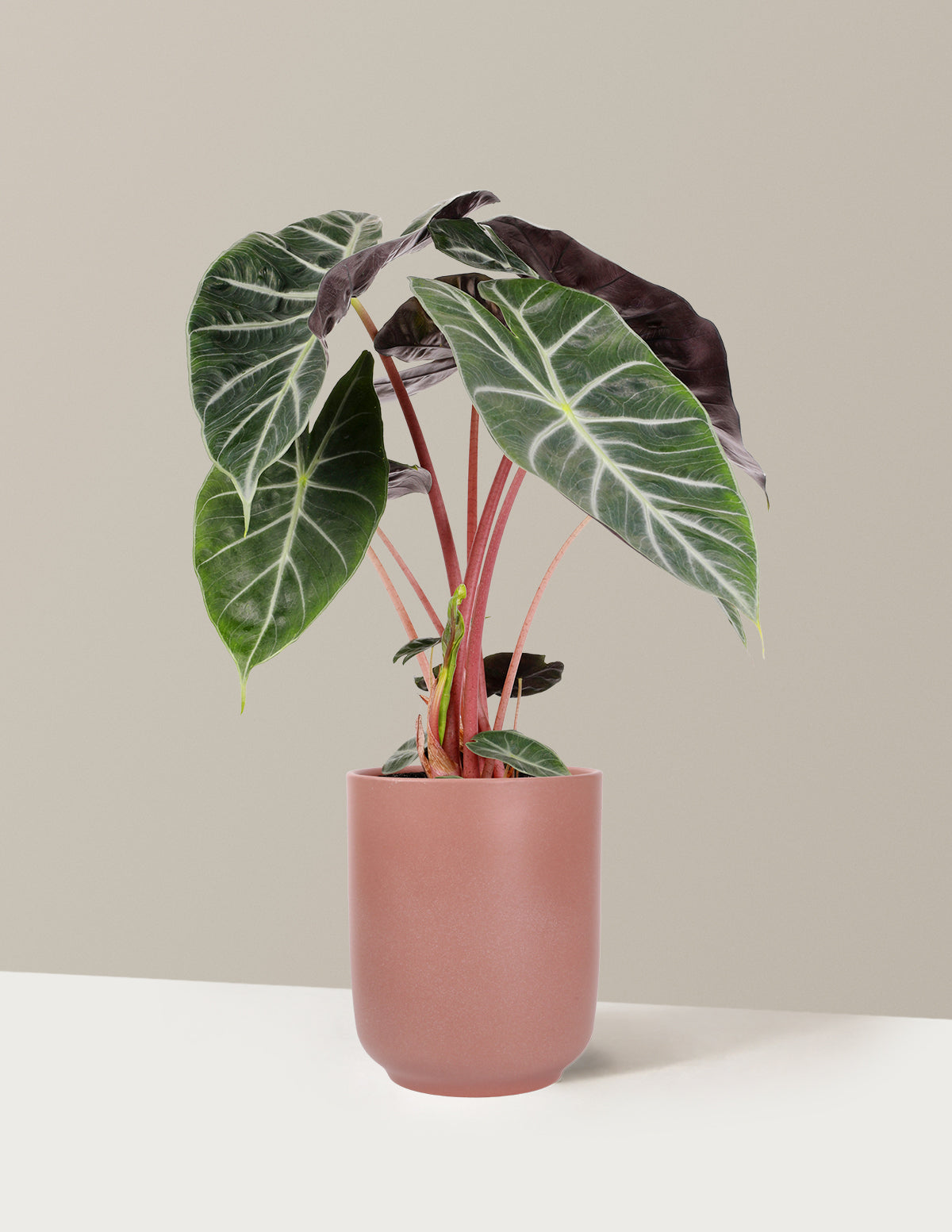 files/5IN_Alocasia_Pink__Princess__in_5IN_Ceramic_The_Sill_SK_Pink_Semi-Gloss_2026_Everyday_9febdb23-4d40-4c47-aeaa-9aa09c873c8e.jpg