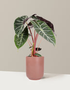 Alocasia Pink Princess