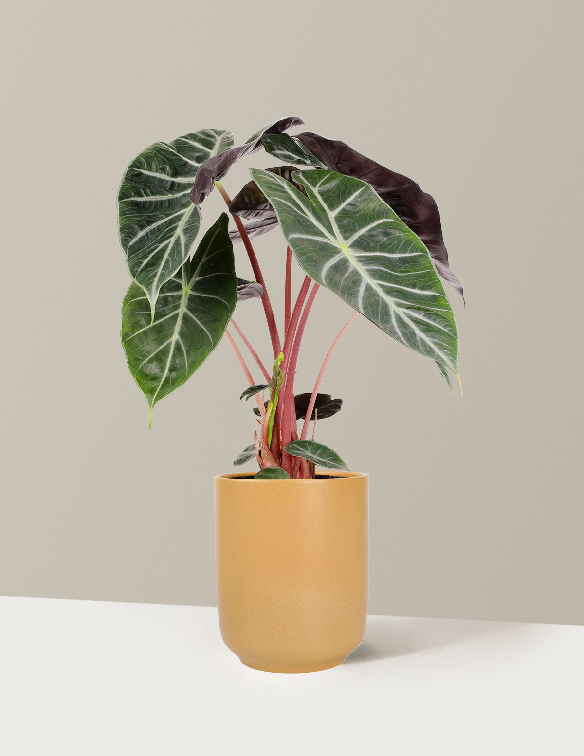 Alocasia Pink Princess