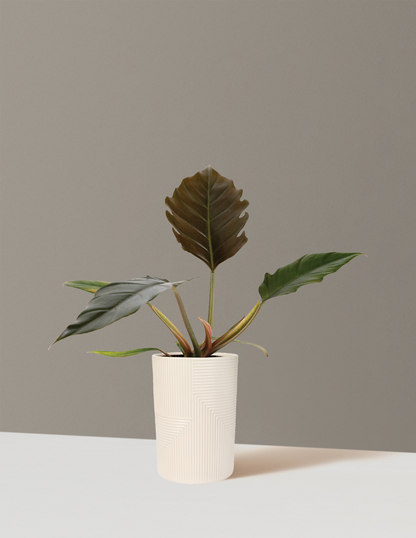 philodendron austin Philodendron Pluto Houseplant - Small (7"-10" tall) Grow Pot
