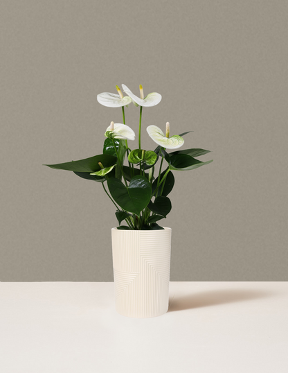 White Anthurium