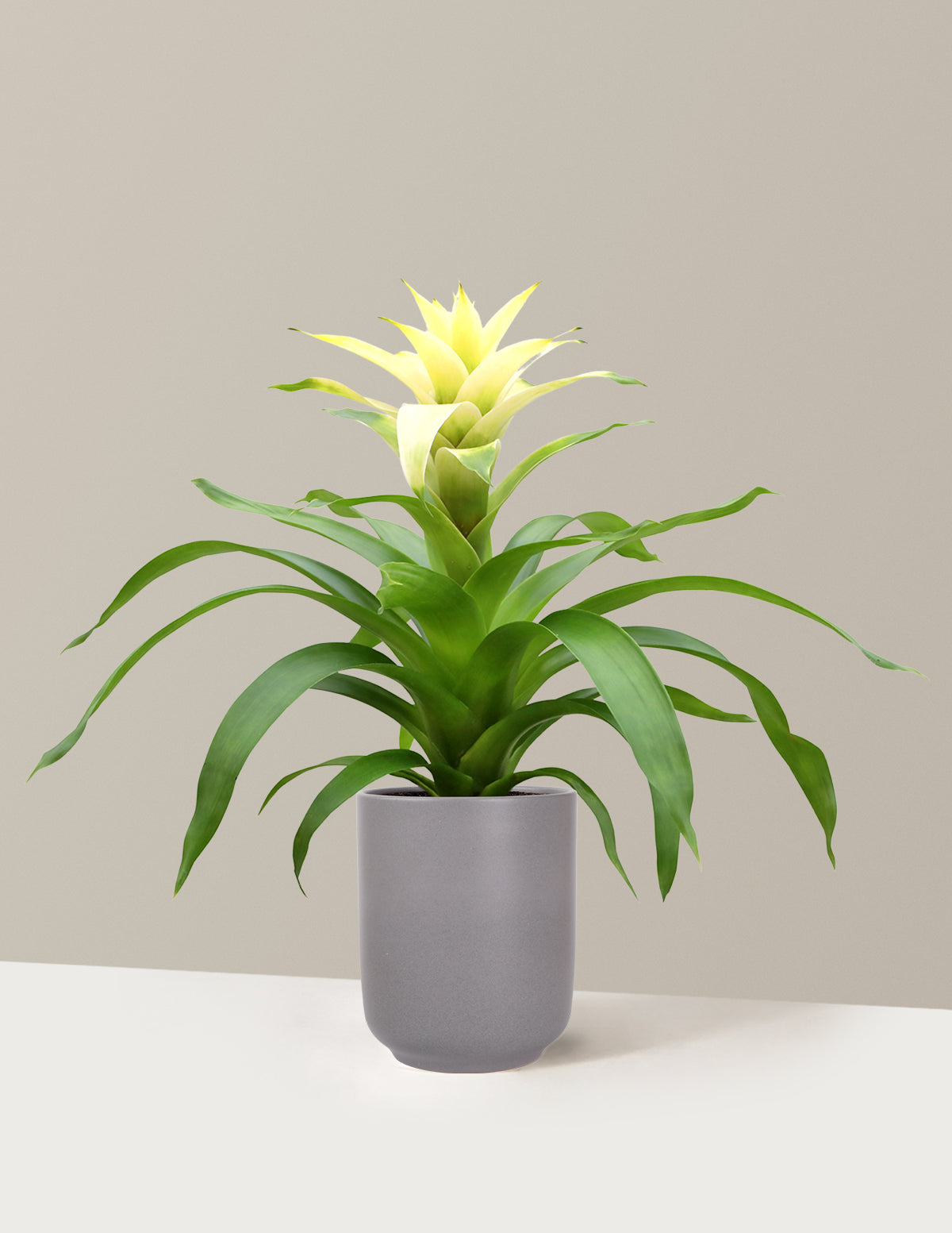 Bromeliad Deseo White