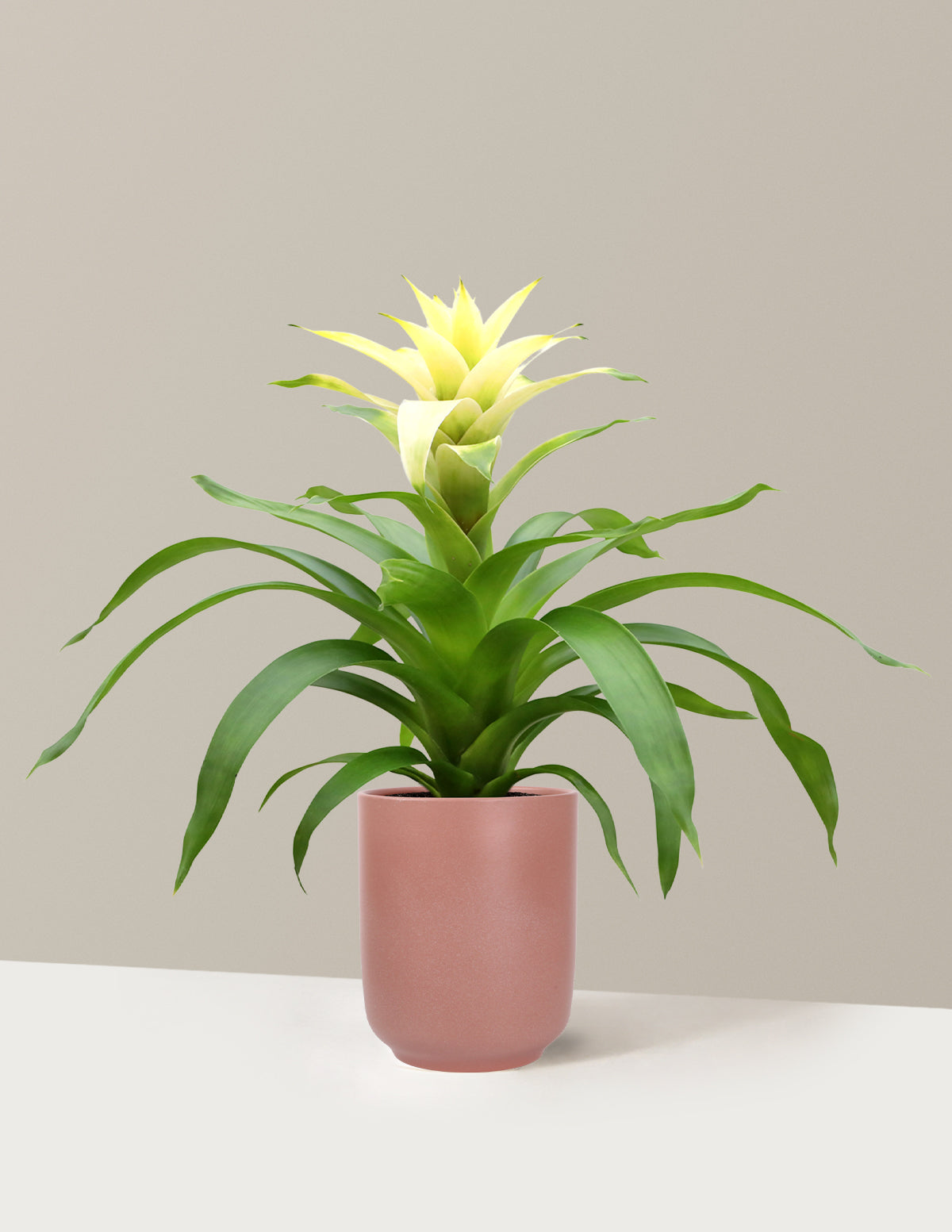 Bromeliad Deseo White