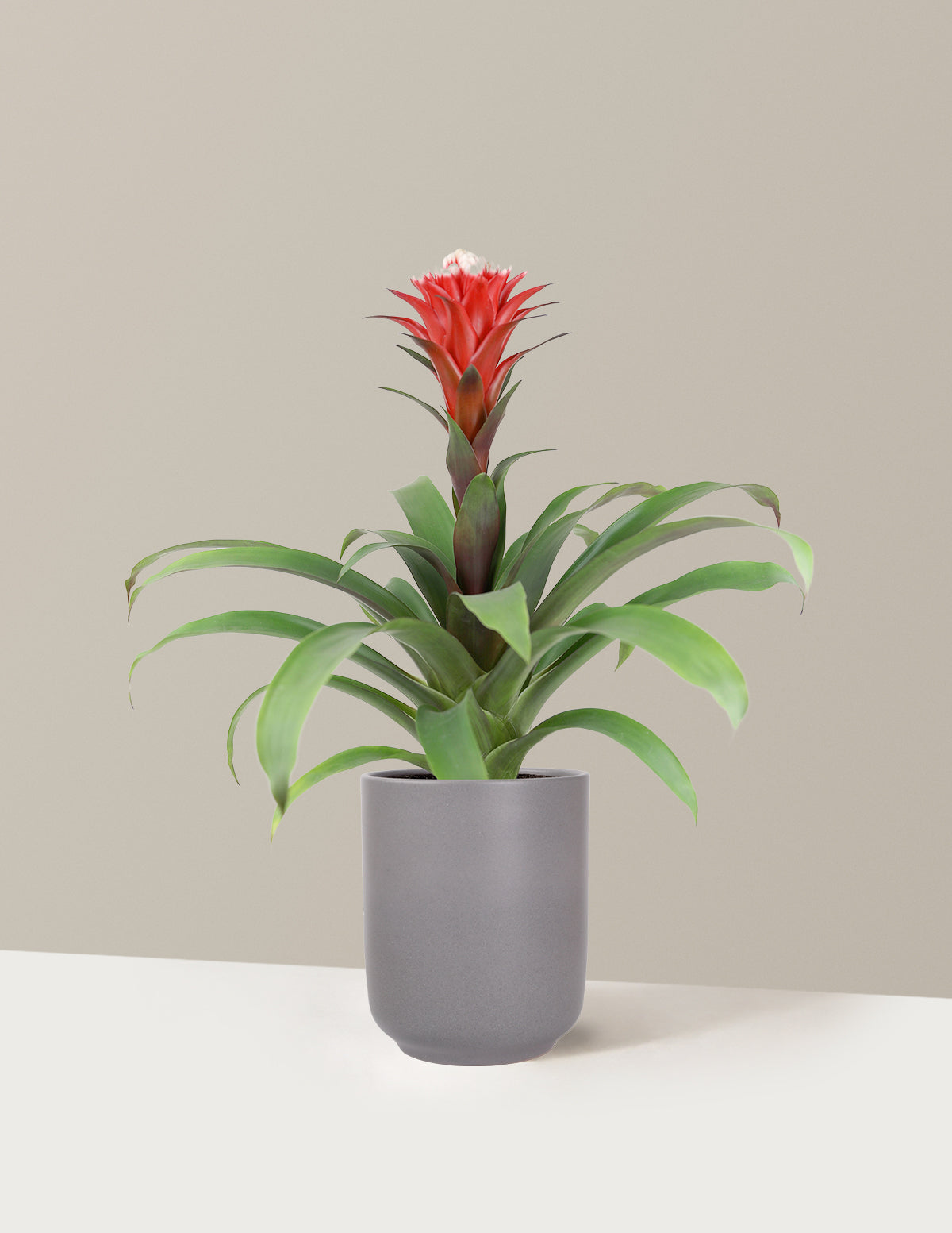 Bromeliad Red Guzmania Hope