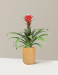 Bromeliad Red Guzmania Hope