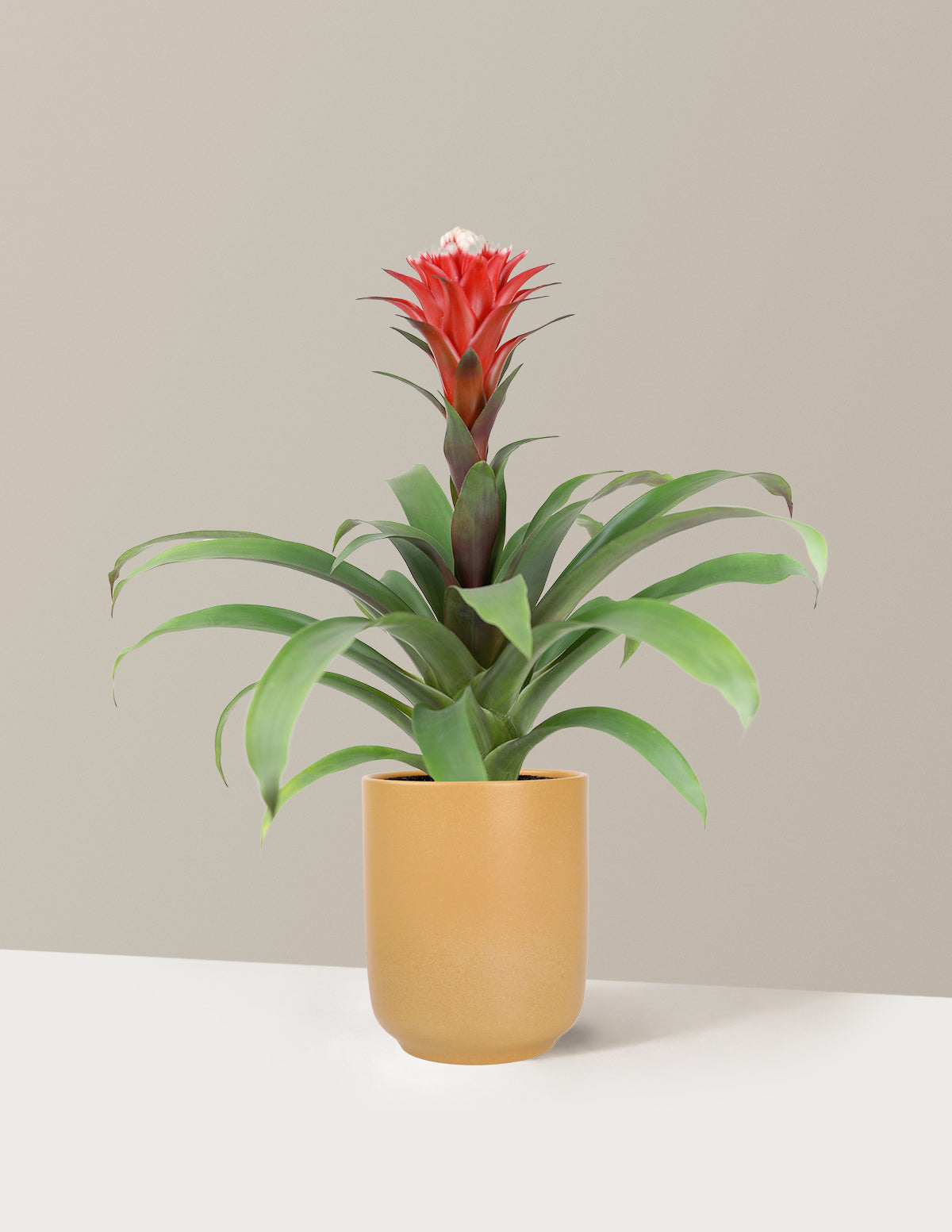 Bromeliad Red Guzmania Hope