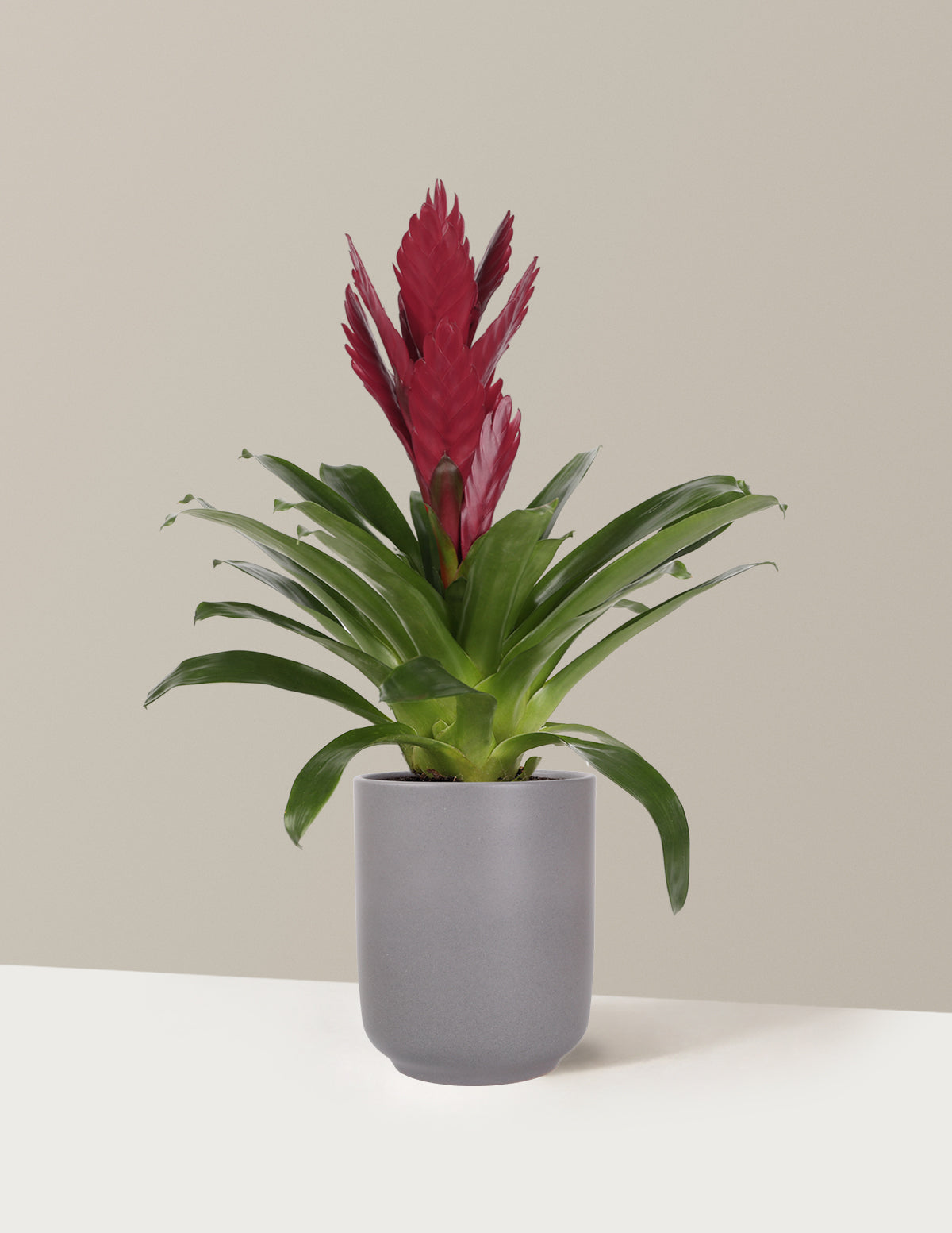 Bromeliad Vriesea ‘Albertina Maroon’