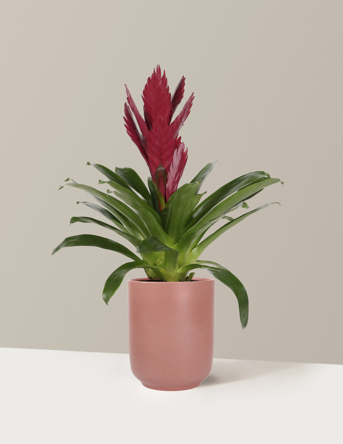Bromeliad Vriesea ‘Albertina Maroon’