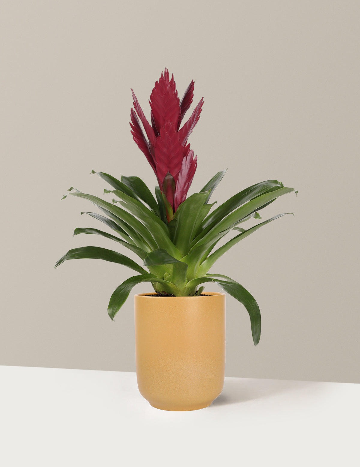 Bromeliad Vriesea ‘Albertina Maroon’