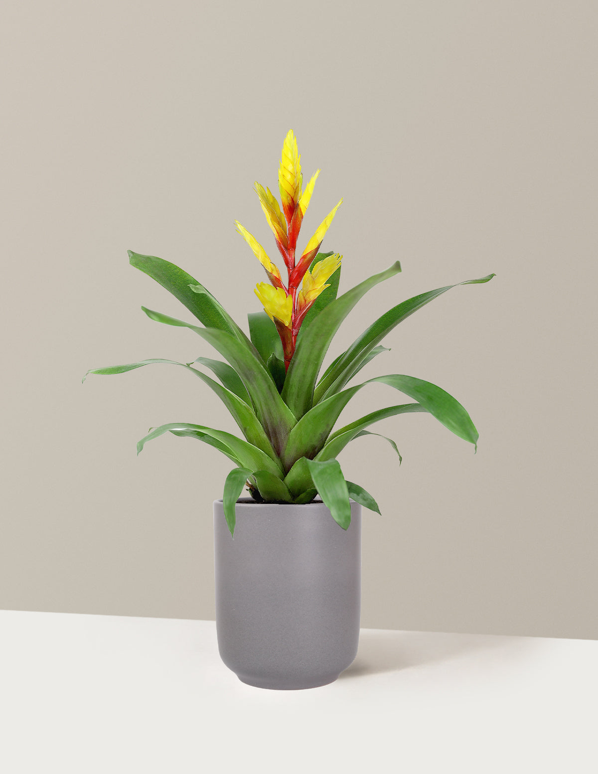 Bromeliad Vriesea Evita Yellow