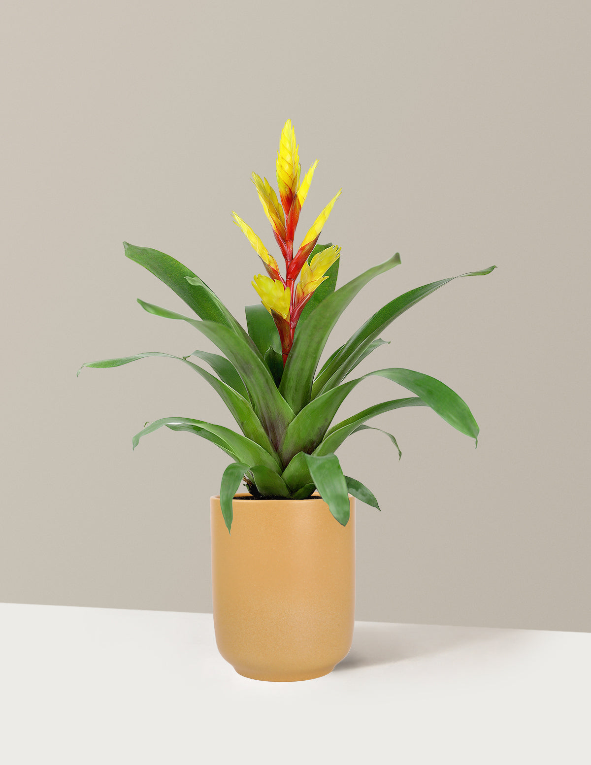 Bromeliad Vriesea Evita Yellow