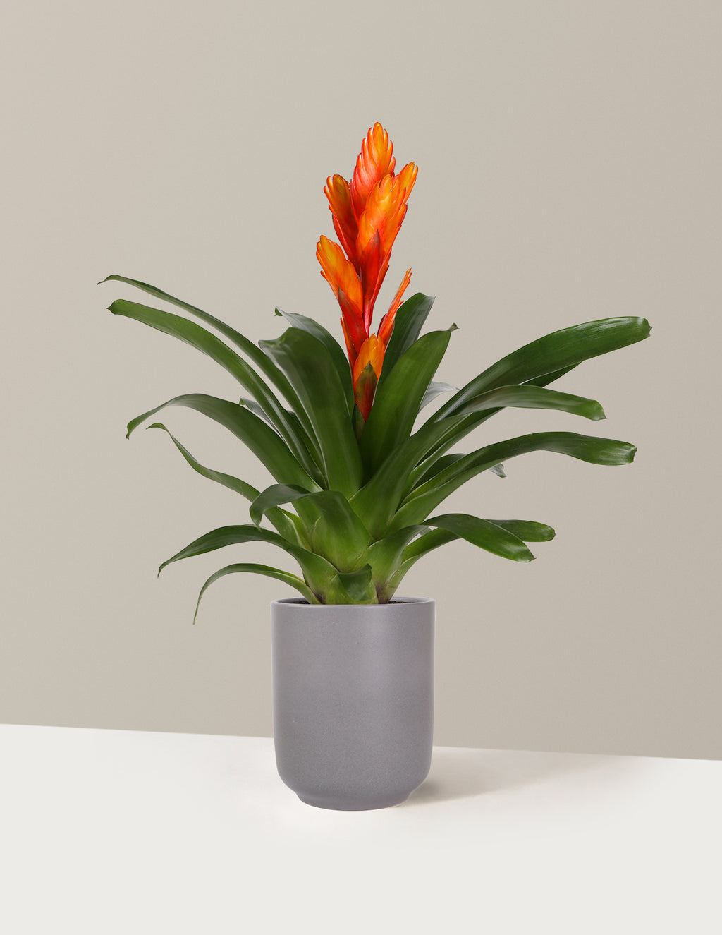 Bromeliad Vriesea Intenso Orange