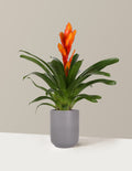 Bromeliad Vriesea Intenso Orange