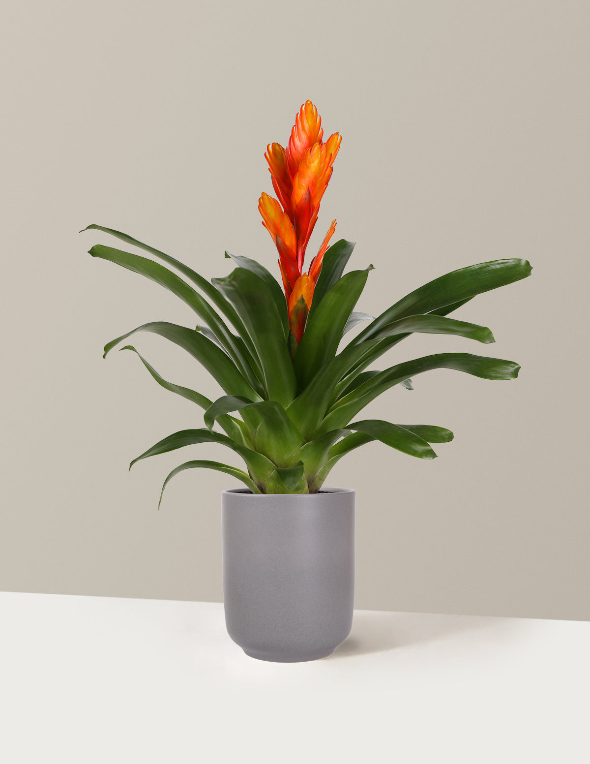 Bromeliad Vriesea Intenso Orange