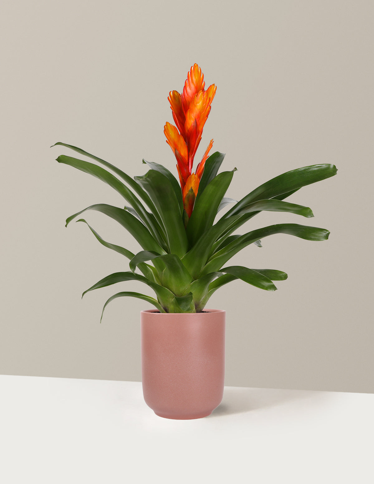 Bromeliad Vriesea Intenso Orange