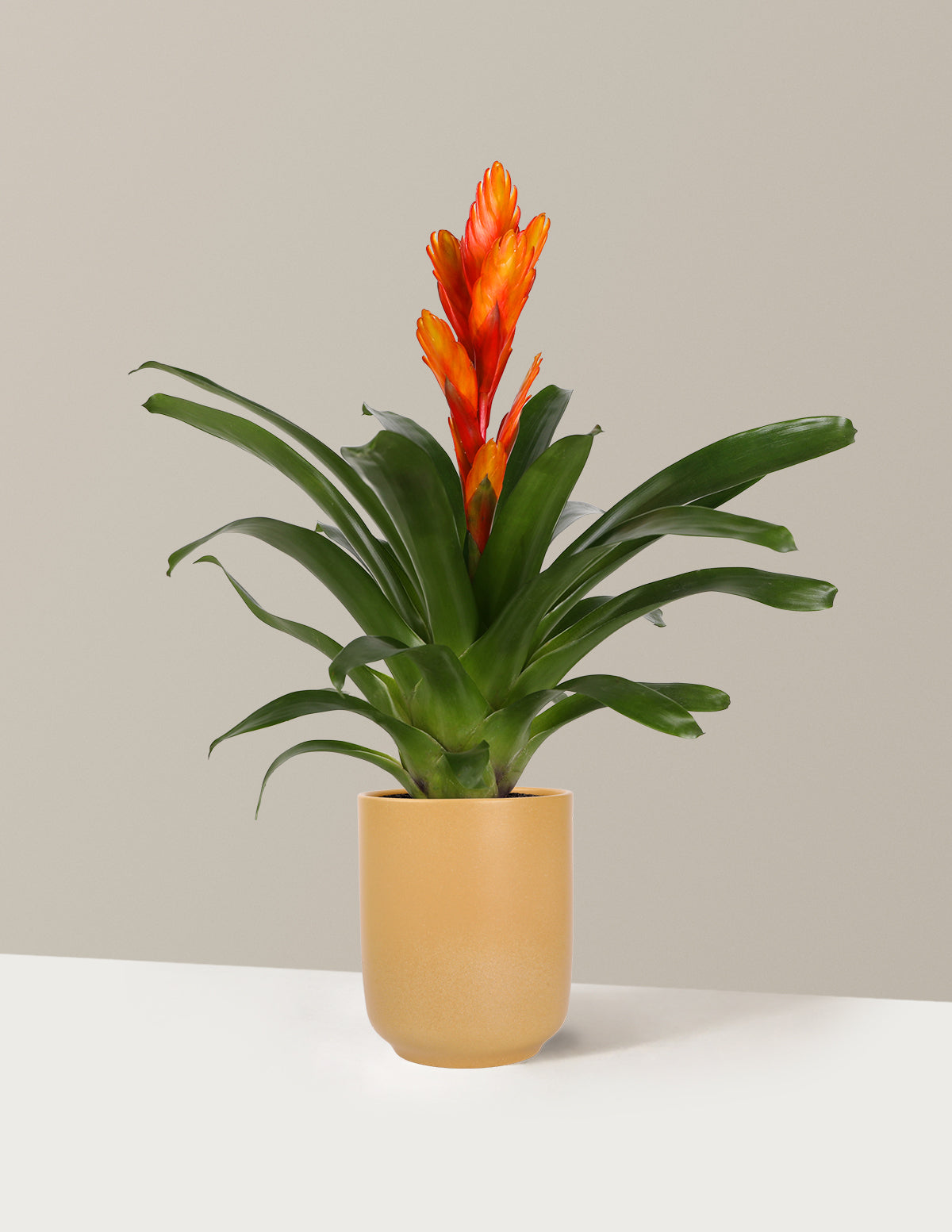 Bromeliad Vriesea Intenso Orange