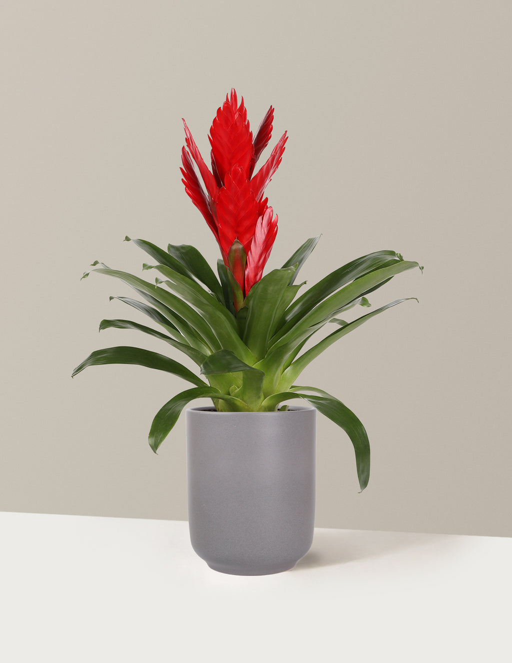 Bromeliad Vriesea Intenso Red