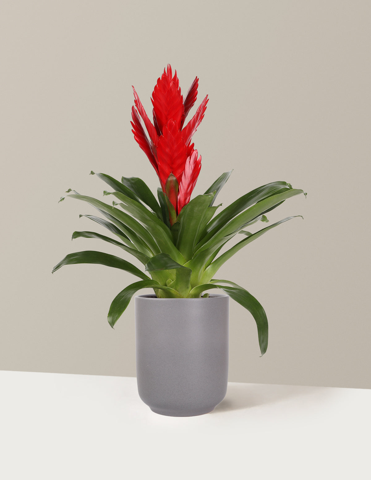 files/5IN_Bromeliad_Vriesea_Intenso_Red_in_5IN_Ceramic_The_Sill_SK_Blue_Semi-Gloss_2026_Everyday.jpg