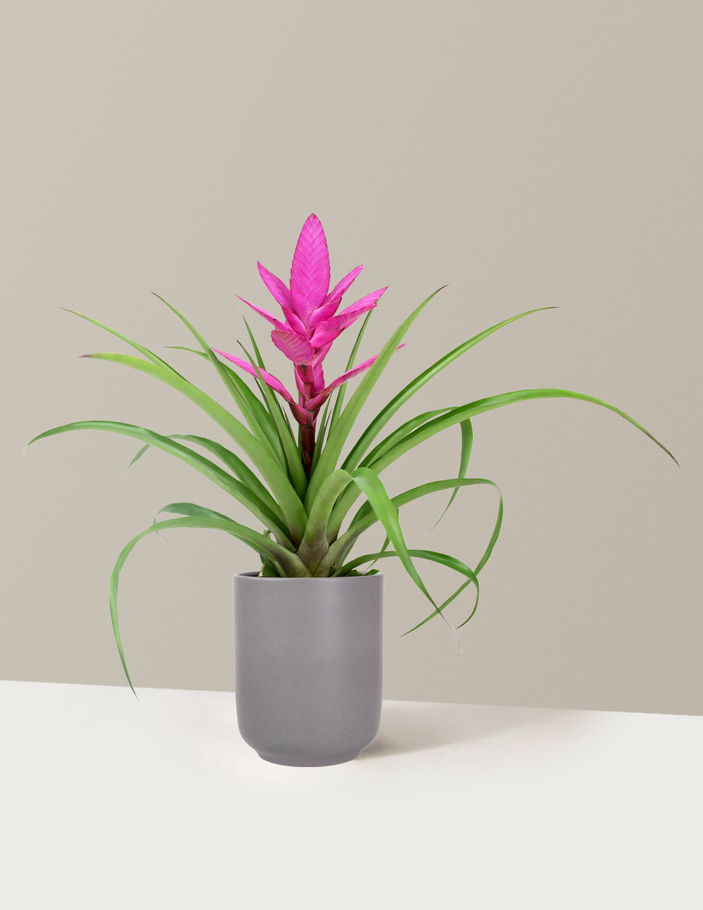 Bromeliad Antonio Pink