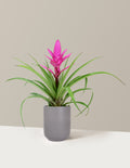 Bromeliad Antonio Pink