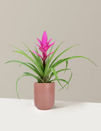 Bromeliad Antonio Pink