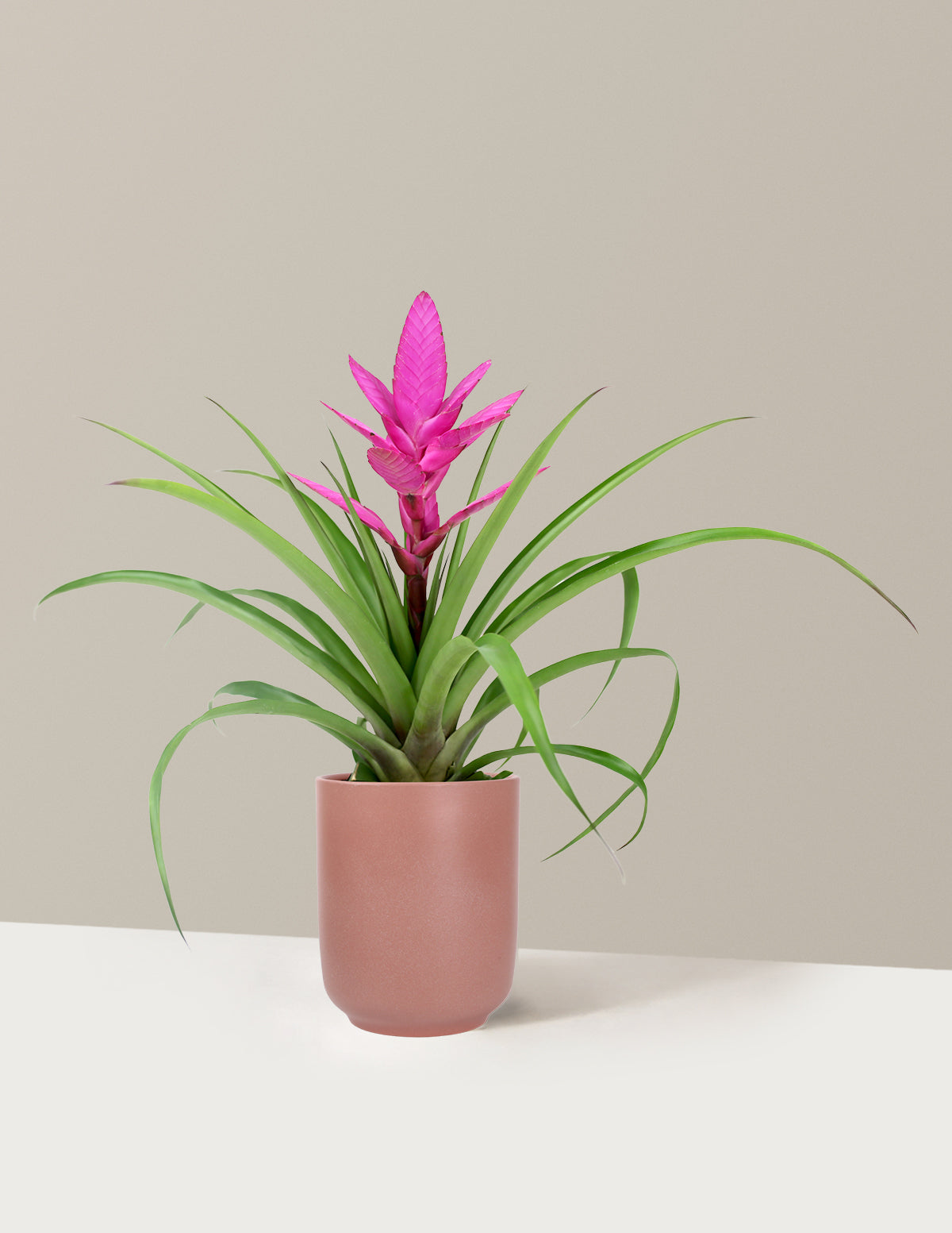 Bromeliad Antonio Pink
