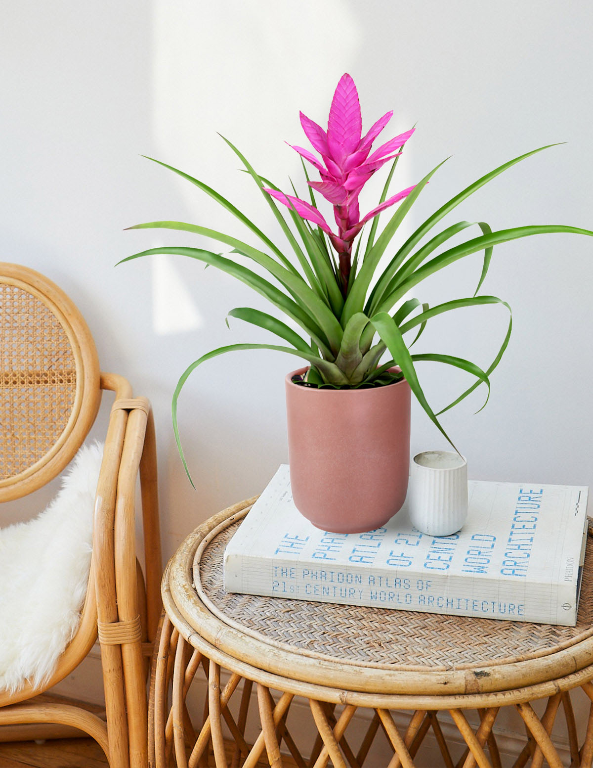 Bromeliad Antonio Pink