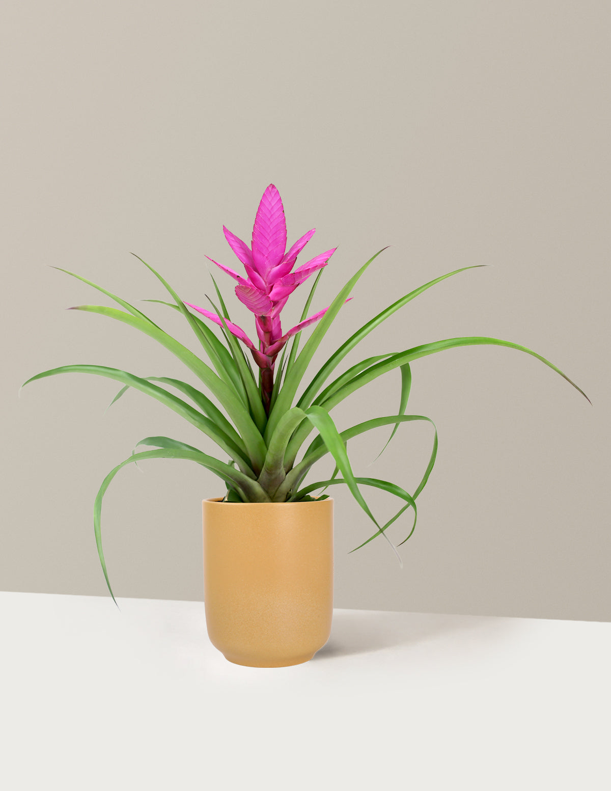 Bromeliad Antonio Pink
