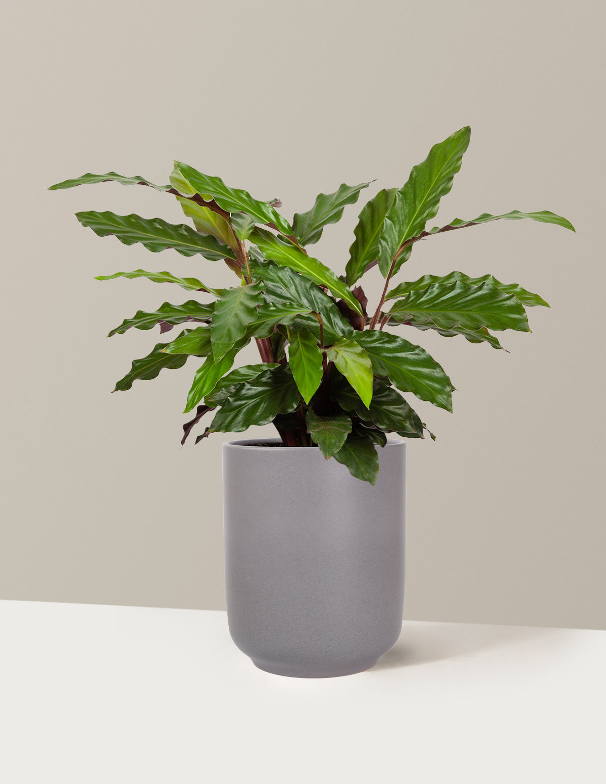 Calathea Wavestar