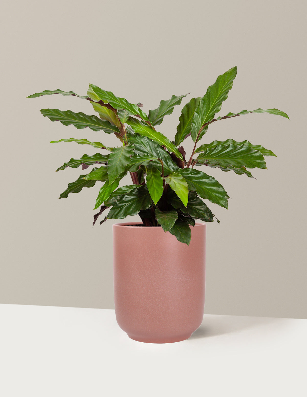Calathea Wavestar