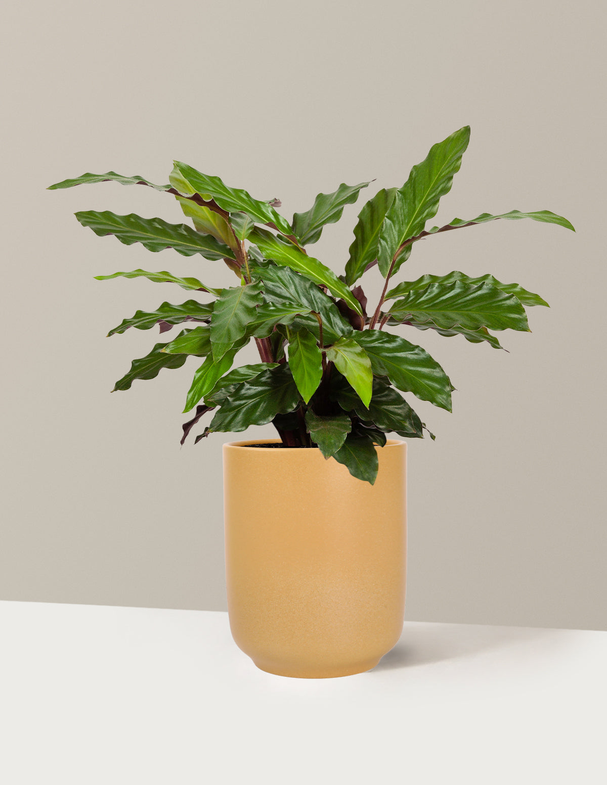 Calathea Wavestar