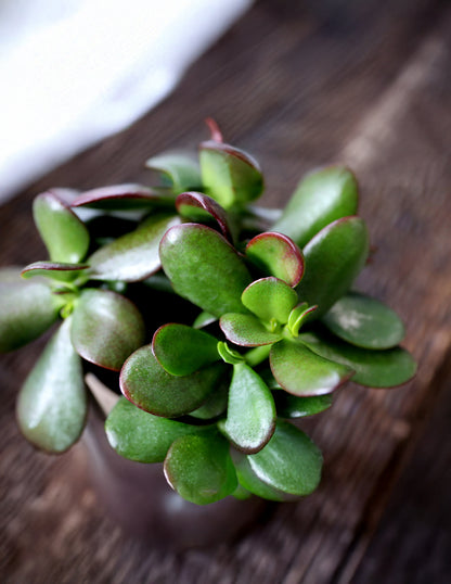 jade plant. Sunset Jade Houseplant