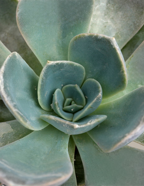 Echeveria Garotto Houseplant - Small (1"-2" tall) Grow Pot | Vibrant colors, sun-loving beauty.
