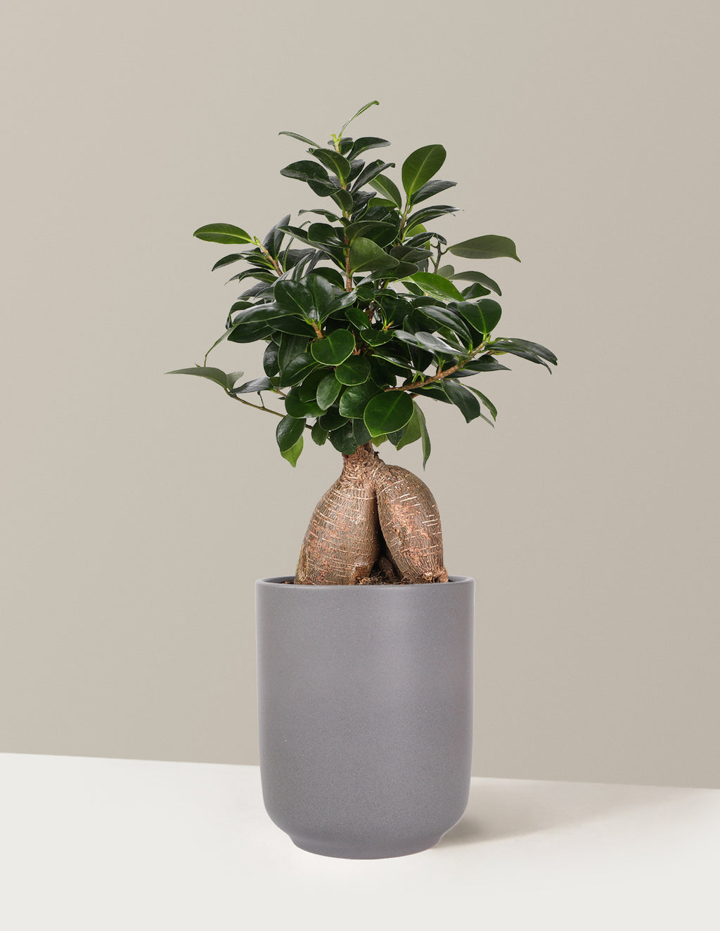 Bonsai Ficus Ginseng